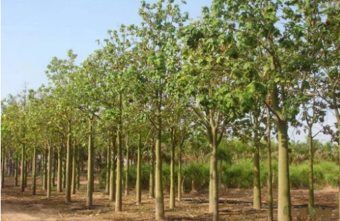 國產91香蕉视频APP污