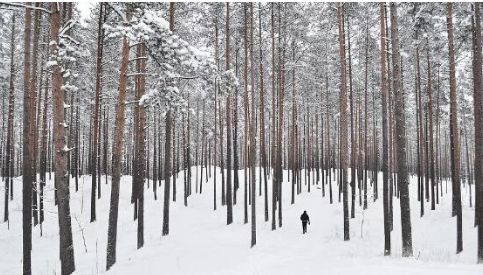 雪後園林苗木該如何管理？